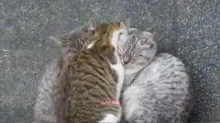 POOR FREEZING KITTENS ARE FORCED TO HUDDLE AND KEEP WARM