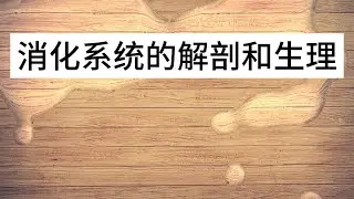 消化系统的解剖和生理