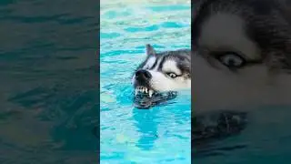 Normal dogs vs Huskies🤣🐕#shorts #dog #doglover #dogs #husky #huskydog