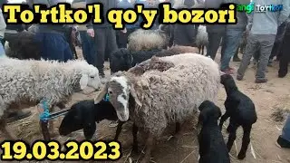Yangi To'rtko'l | To'rtko'l qo'y bozori narxlarqi 12.09.2023