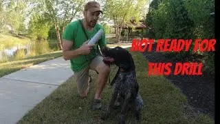 NAVHDA Utility Preparatory Test Duck Search Training