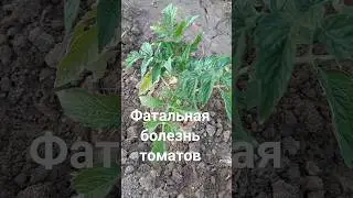Столбур на томатах. Это не лечится!