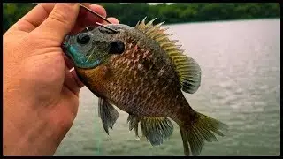 Screaming Clickers in Shallow Water