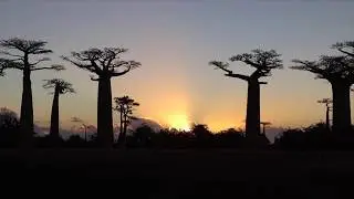 Allees des Baobabs Sunset Morondava Madagascar
