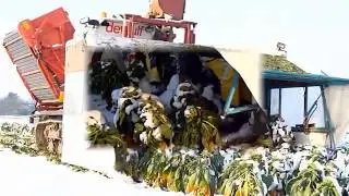 сбор урожая зимой ЖЕСТЬ