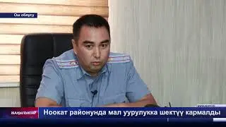 Ноокат районунда мал уурулукка шектүү кармалды