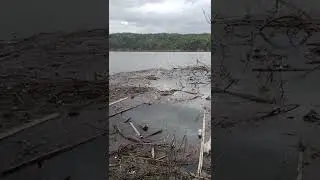 Mancing red devil/lohan di Bendungan Bendo Sawoo Ponorogo Jawa Timur