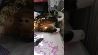 на чиле