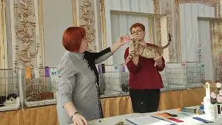 выставка кошек по системе ICU. Осмотр эксперта