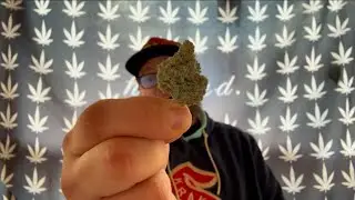 Trippy Breakfast Flower Review
