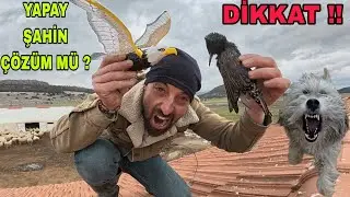 ROBOT ŞAHİN KUŞ İLE İSTİLAÇI KARA KUŞLARA SALDIRI !!DRONE İLE KOVALDIM..BU KÖPEK FENA 