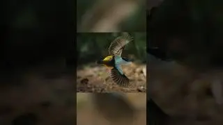 Его танец быстрее, чем твой интернет. Белобородый манакин