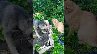 Жена будет ласковая Если #юмор#кот#смешные котики