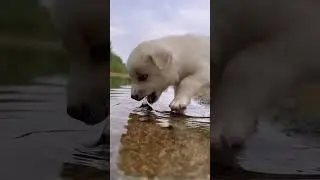 Adorable Puppy Quenching Its Thirst - You Won't Believe How Cute! 🐶💧