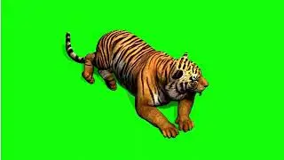 Tiger green screen video 