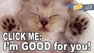 Why Are Cat Videos So Popular?
