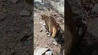 #shorts cat