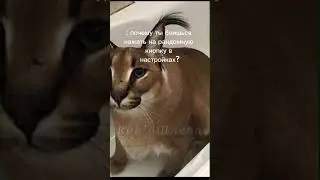многие знают про какого пингвина я говорю..  #шлепа #пингвин #андройд