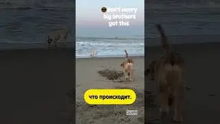 Помог братишке 😍