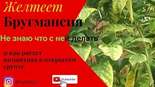 Сохнут листья бругмансии, не знаю что делать  И как растет комнатная бругмансия между грядок