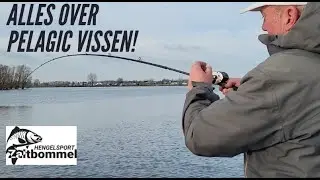 Alles over pelagic vissen!
