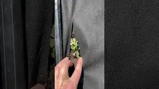 Сажайте хризантемы на солнечных участках 
