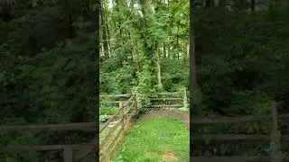 The sound of Brood X Cicadas is ear piercing