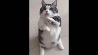 Я могу вот так…