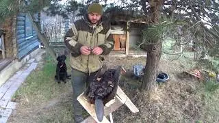 No. 69 how to cut a beaver? Butchering a black beaver in my performance.