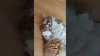 Тимоха во всей красе #cats