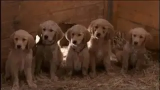 Air Buddies parte 5 español