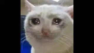 dame dame meme gato