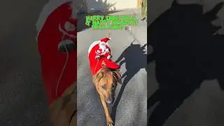 Merry Christmas, happy holidays, & happy new year ￼from Santa’s new reindog! 🐶🎄🎅🏼 