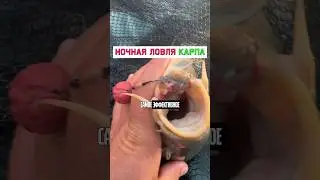 Как ловить карпа ночью? #карпфишинг