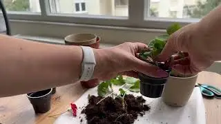Черенки Герани, Пересадка