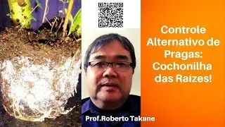 Controle Alternativo de Pragas: Cochonilha das Raízes! #robertotakane #livrosubstratotecnico