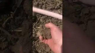 Соя на півдні вже всходи  маємо.