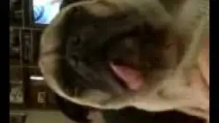 Pug breathing loudly