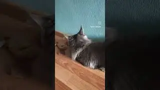 Мейн-Кун Велес 6 месяцев, шкодит #cat #кот #мейнкуны #funny #cute #котики #catlover #прикол