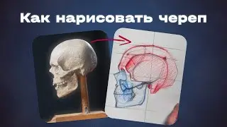 Как правильно рисовать череп