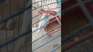 My parrot's