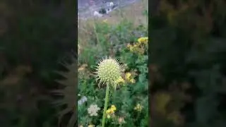 Sonamarg kashmir