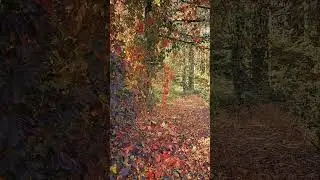 #autumn