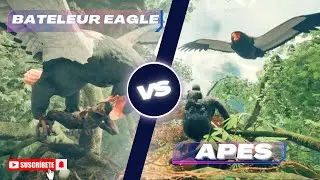 Bateleur EagleBateleur Eagle VS APES |Ancestors  The Humankind Odyssey  The Battle