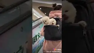 Милашки🐩подпишись что бы не пропустить новых милашек🐾🐾🐾