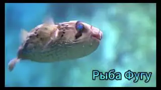 Подводная жизнь