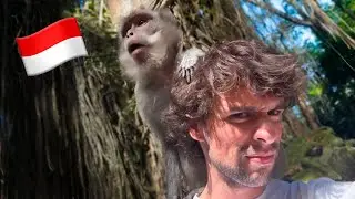 visitei a floresta dos macacos!