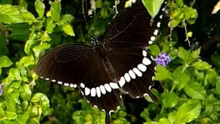 Butterflies shadow dance slow motion.❤️👍#Papiliopolytes#butterfly#butterfliesshadowdance#fun#蝴蝶#玉帶鳳蝶