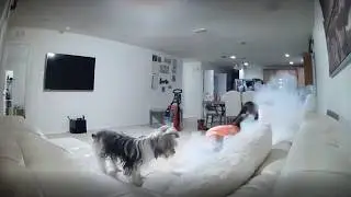 When Dogs Accidentally Become Arsonists