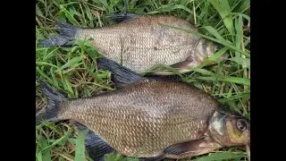 Ловля леща в июне. Западная Двина.Daugava.На Рыбалку, для души!!!